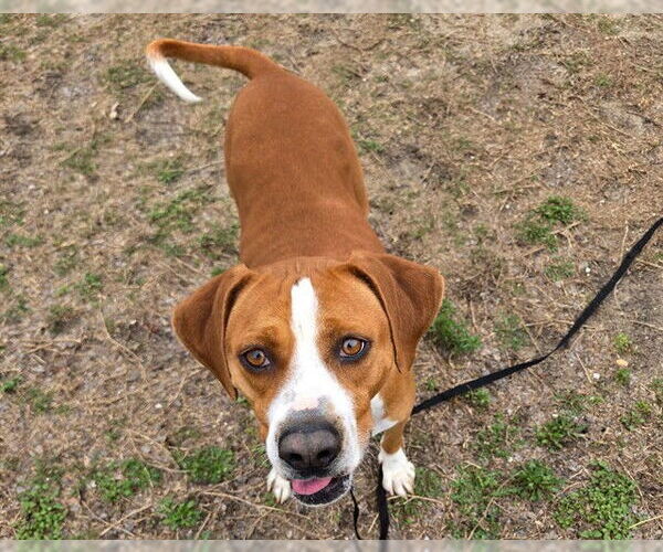 Medium Photo #2 Mutt Puppy For Sale in Ocala, FL, USA