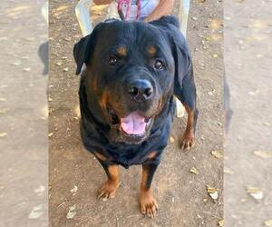 Rottweiler Dogs for adoption in Sacramento, CA, USA