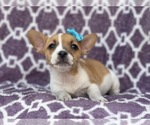 Small #2 French Bulldog-Jack Russell Terrier Mix