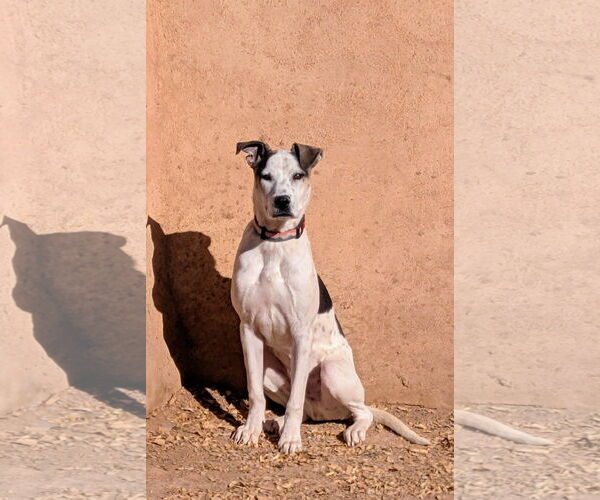 Medium Photo #4 Labrador Retriever-Unknown Mix Puppy For Sale in Pena Blanca, NM, USA