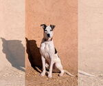 Small #3 Labrador Retriever Mix