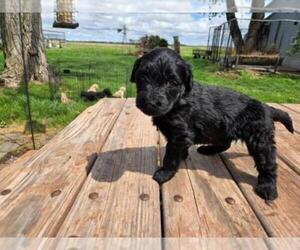 Goldendoodle Puppy for sale in LEON, KS, USA