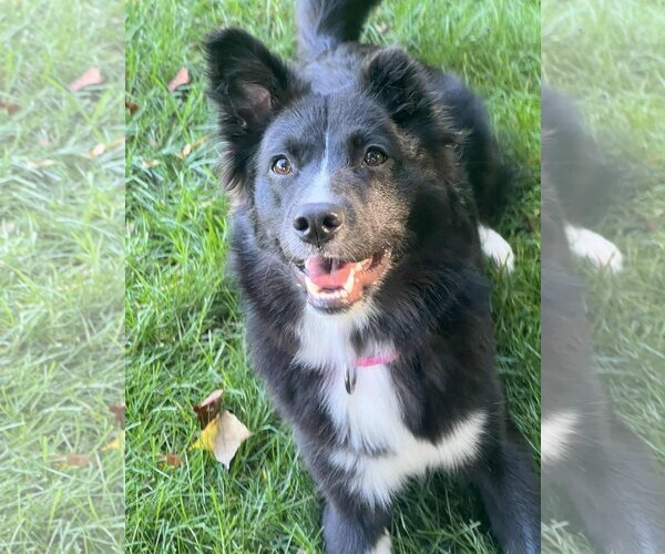 Medium Photo #34 Carolina Dog Puppy For Sale in Highland, IL, USA