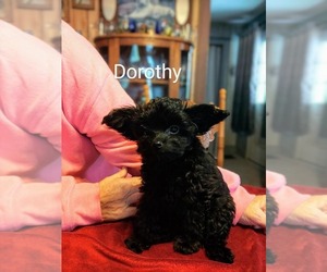 Papillon-Poodle (Toy) Mix Puppy for Sale in UNADILLA, New York USA