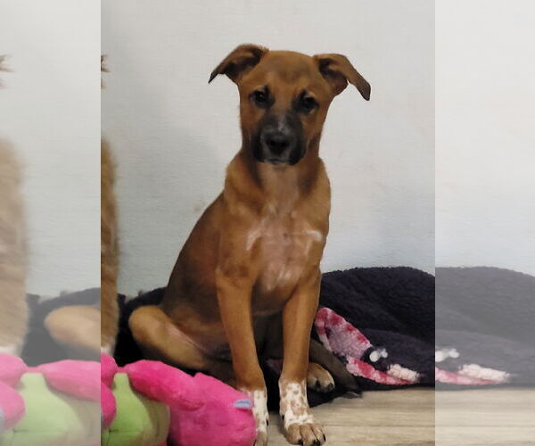 Medium Photo #4 Labrador Retriever-Unknown Mix Puppy For Sale in Sequim, WA, USA