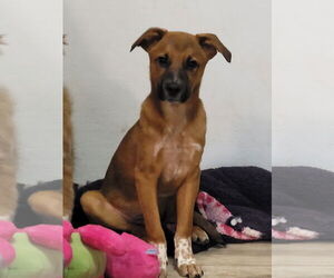 Simon - Male Labrador Retriever-Unknown Mix Dog for Adoption - Photo #4