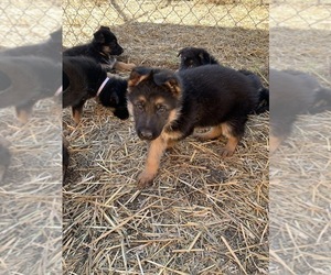 German Shepherd Dog Puppy for sale in FRISCO, TX, USA