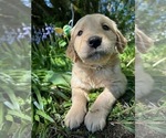 Small Photo #13 Golden Retriever Puppy For Sale in CHIMACUM, WA, USA