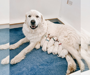 Great Pyrenees Puppy for sale in NEW PALESTINE, IN, USA