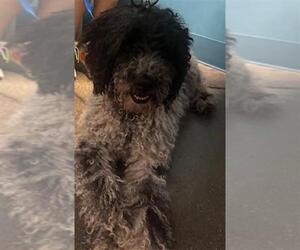 Medium Poodle (Standard) Mix