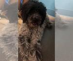Small Poodle (Standard) Mix