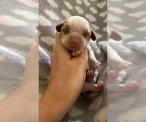 Cavalier King Charles Spaniel Puppy for sale in CAMPBELLSVILLE, KY, USA
