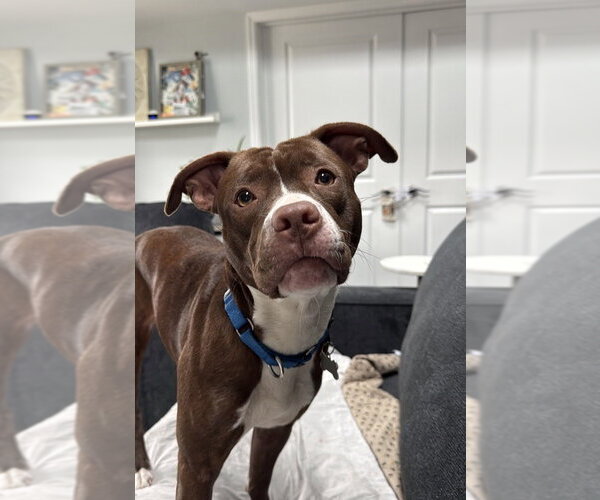 Medium Photo #11 Mutt Puppy For Sale in Wenonah, NJ, USA