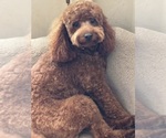 Small Photo #1 Poodle (Miniature) Puppy For Sale in LOOMIS, CA, USA