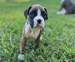 Small Photo #7 Boxer Puppy For Sale in EAST FISHKILL, NY, USA