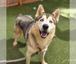 Small Siberian Husky Mix