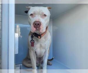 American Pit Bull Terrier Dogs for adoption in Houston, TX, USA