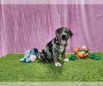 Small #2 Catahoula Leopard Dog