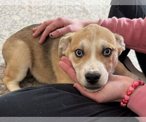 Labsky Dogs for adoption in Mechanicsburg, PA, USA