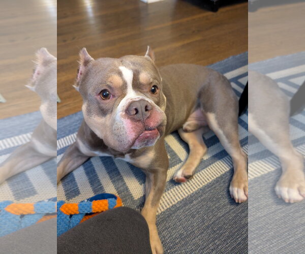 Medium Photo #7 American Bulldog-French Bulldog Mix Puppy For Sale in Lockport, NY, USA