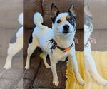 Small #2 Jack Russell Terrier Mix