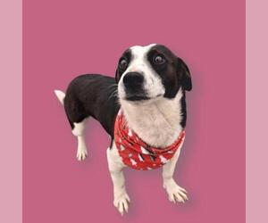 Border Collie-Cardigan Welsh Corgi Mix Dogs for adoption in Bakersfield, CA, USA