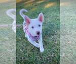 Small Photo #2 Siberian Husky Puppy For Sale in Holly Springs, NC, USA