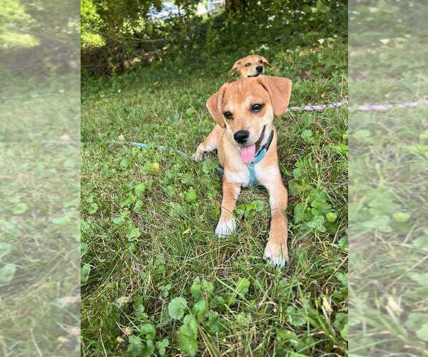 Medium Photo #18 Beagle-Unknown Mix Puppy For Sale in New York, NY, USA