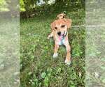 Small #17 Beagle Mix