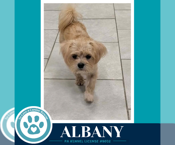 Medium Photo #4 Shih Tzu-Unknown Mix Puppy For Sale in Kimberton, PA, USA