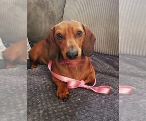 Father of the Dachshund puppies born on 10/24/2020