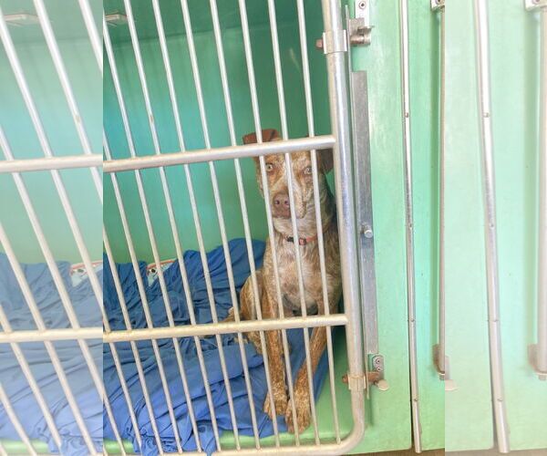 Medium Photo #22 Mutt Puppy For Sale in San Diego, CA, USA