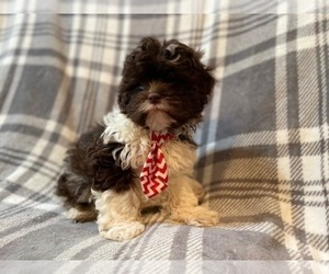 ShihPoo Puppy for sale in LAKELAND, FL, USA