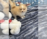 Small Photo #6 Pomeranian Puppy For Sale in SILEX, MO, USA