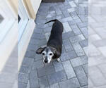 Small Dachshund