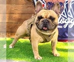 Small Photo #12 French Bulldog Puppy For Sale in DUNCANVILLE, TX, USA