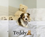 Small Photo #10 Morkie Puppy For Sale in COOKEVILLE, TN, USA