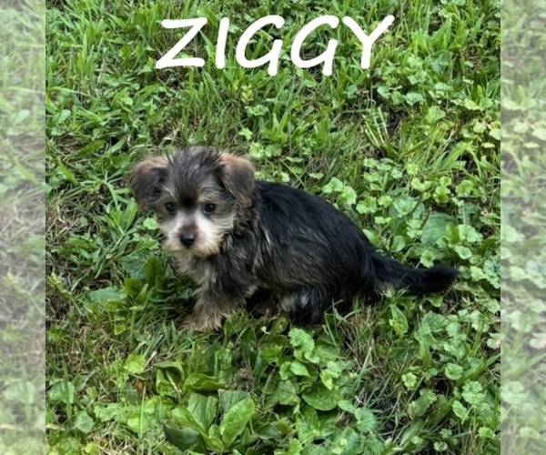 Medium Photo #3 Snorkie Puppy For Sale in HARTLAND, MN, USA