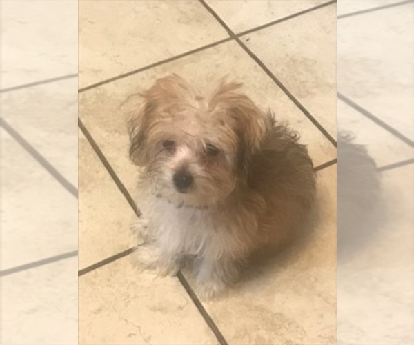 Medium Photo #2 Morkie Puppy For Sale in PR DU CHIEN, WI, USA
