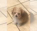 Small Photo #2 Morkie Puppy For Sale in PR DU CHIEN, WI, USA