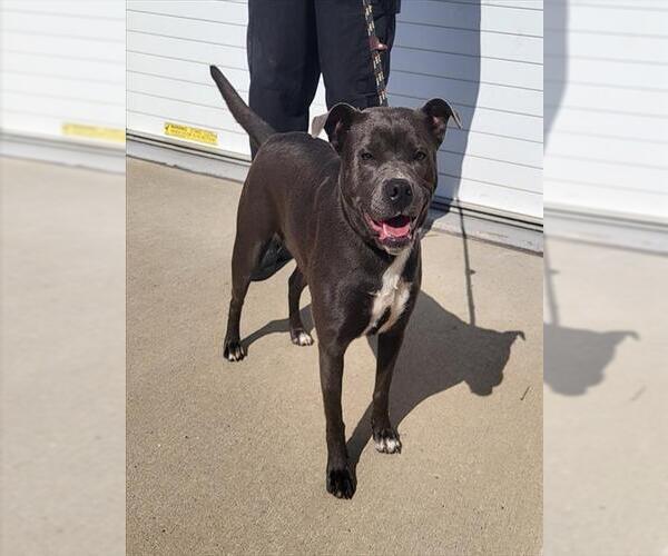 Medium Photo #1 American Pit Bull Terrier-Unknown Mix Puppy For Sale in Louisville, KY, USA