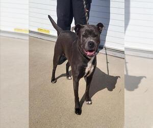 American Pit Bull Terrier-Unknown Mix Dogs for adoption in Louisville, KY, USA