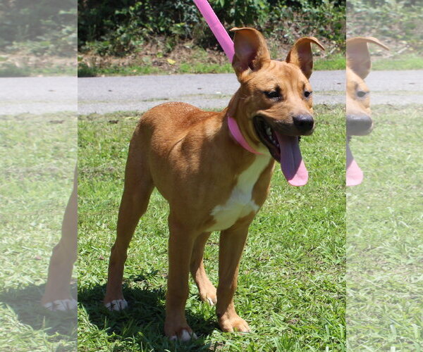 Medium Photo #3 Labrador Retriever-Unknown Mix Puppy For Sale in Prattville, AL, USA