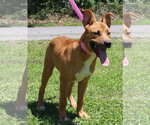 Small #2 Labrador Retriever Mix