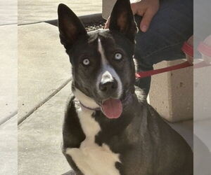 Siberian Husky-Unknown Mix Dogs for adoption in Chandler, AZ, USA