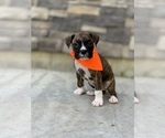 Small Photo #3 Boxer Puppy For Sale in ELDON, MO, USA