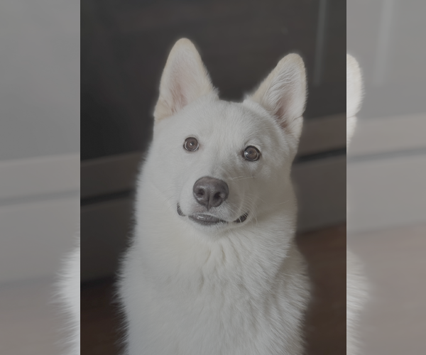 Medium Photo #1 Siberian Husky-Unknown Mix Puppy For Sale in Bellevue, WA, USA