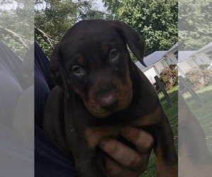 Doberman Pinscher Puppy for sale in SHELBYVILLE, IN, USA