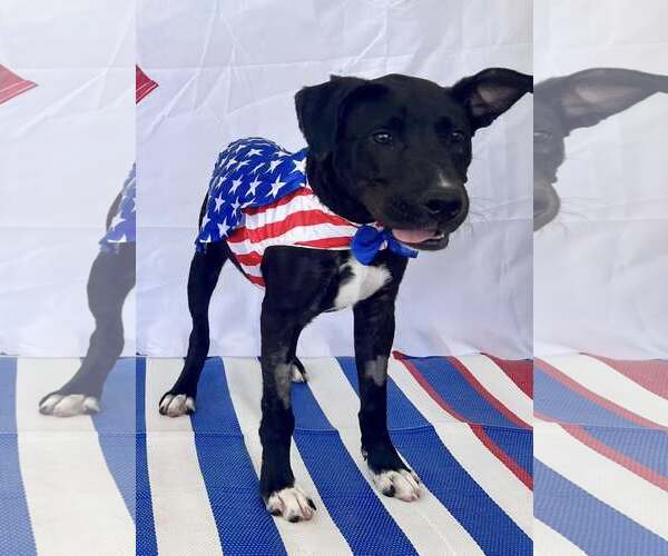 Medium Photo #2 Mutt Puppy For Sale in Sanderson, FL, USA