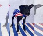 Small #1 Mutt
